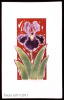 Bearded Iris two tone purple