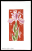 Purple Flag Iris