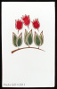 Three Red Tulips