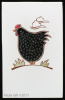 Black and White Chicken